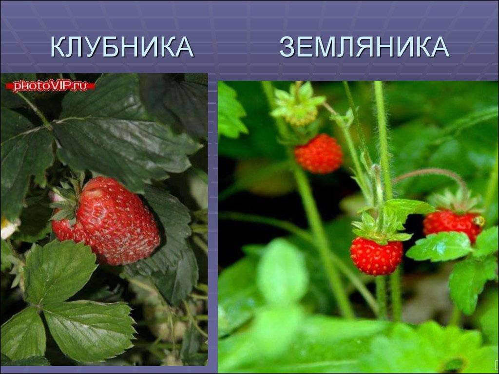 Чем отличается клубника от земляники
