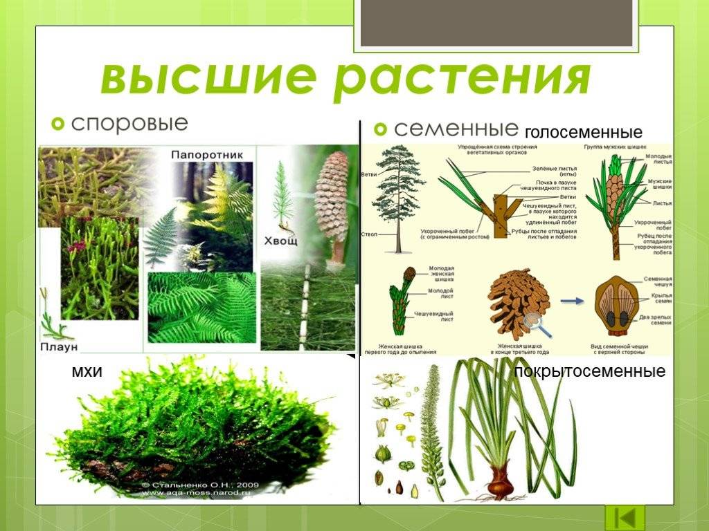 Классификация растений