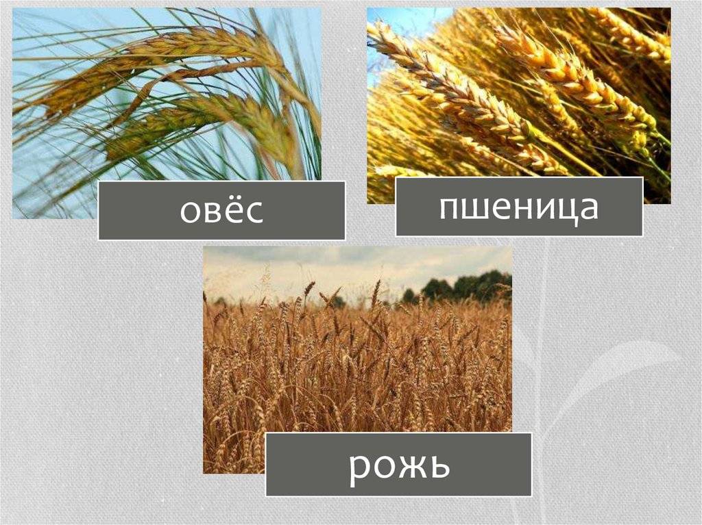 Отличия между рожью и пшеницей