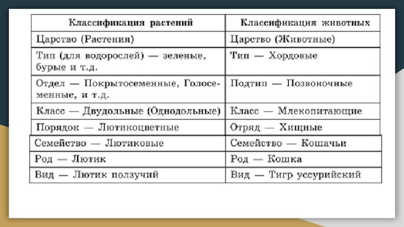 Разница между классификацией растений и животных