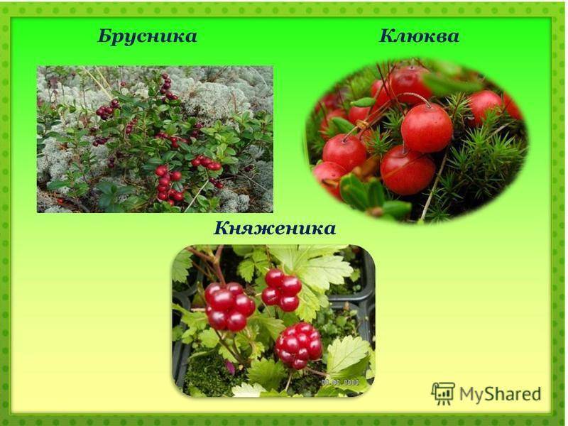 Брусника и клюква отличия полезные свойства