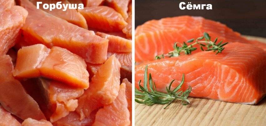 Какая рыба полезнее семга или форель