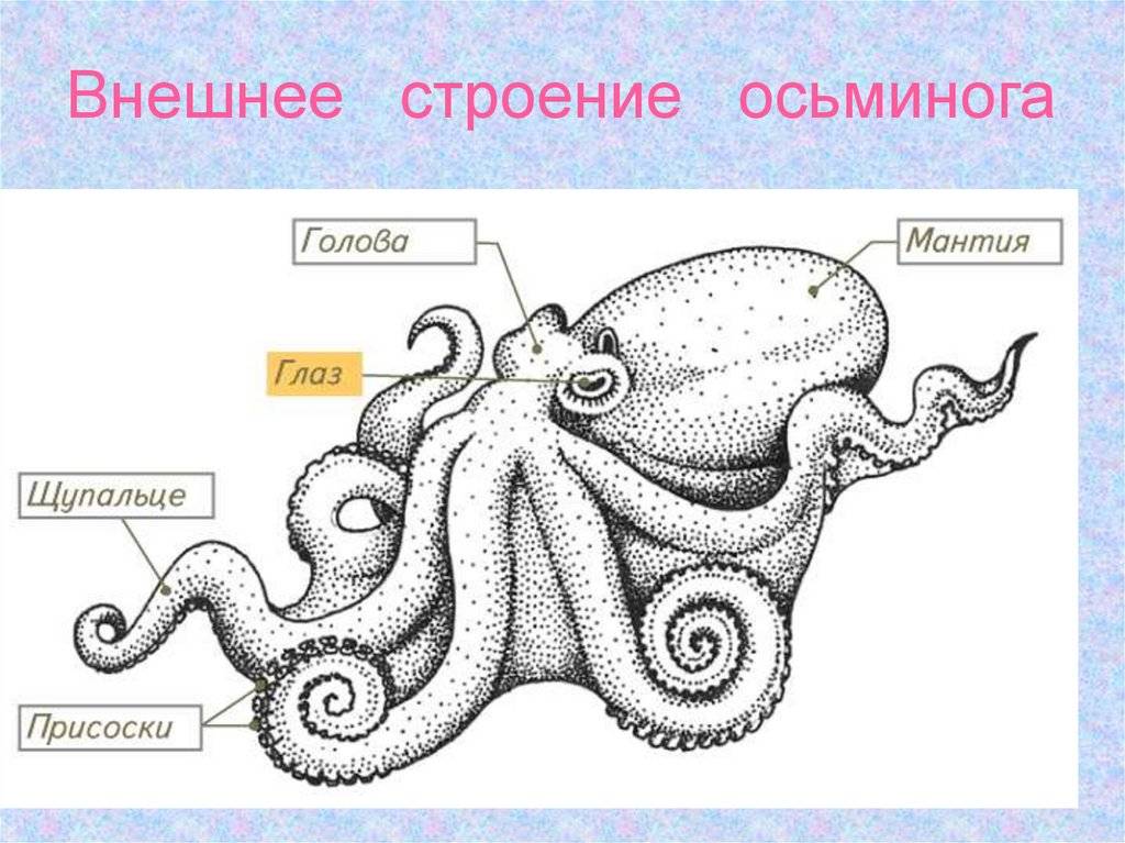 Чем отличается осьминог от кальмара – описание и характеристики