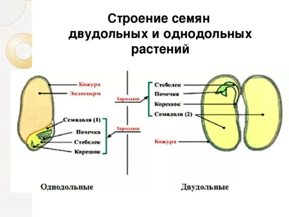 Чем различаются зародыши двудольных и однодольных растений - trade-adopt-me.ru