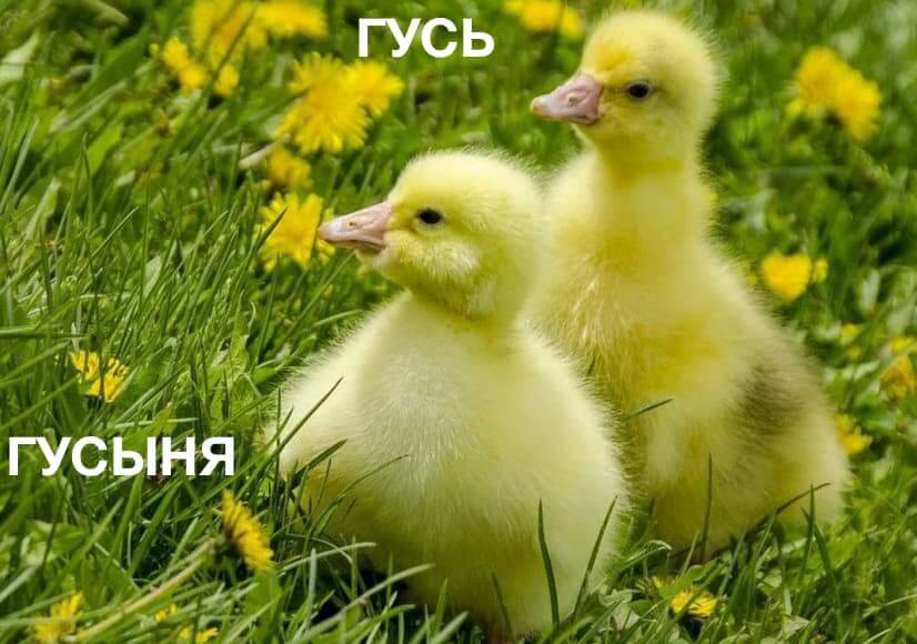 Как отличить гуся от гусыни: пошаговая инструкция