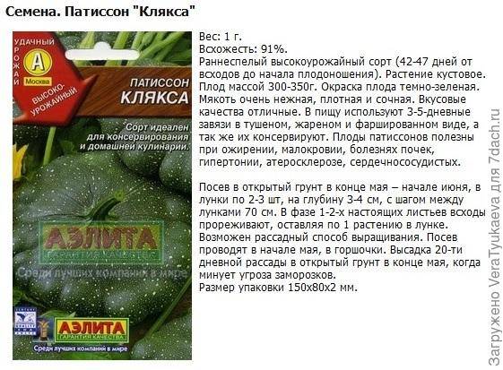 Чем патиссоны отличаются от кабачков: что лучше посадить?