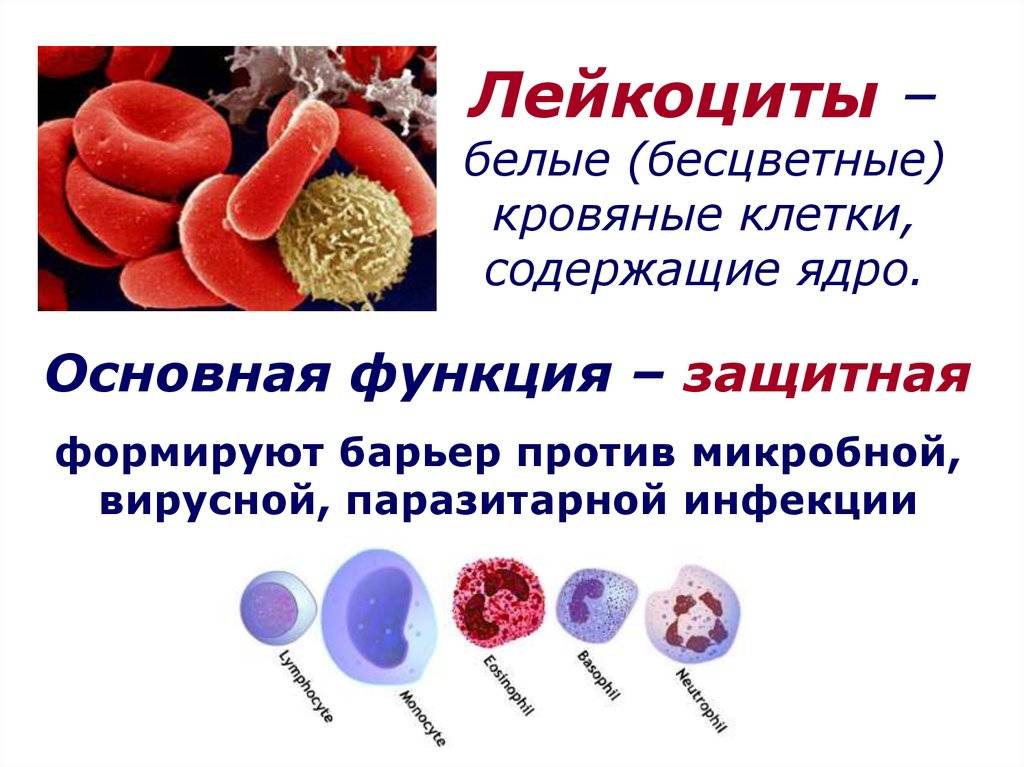 Эритроциты и лейкоциты
