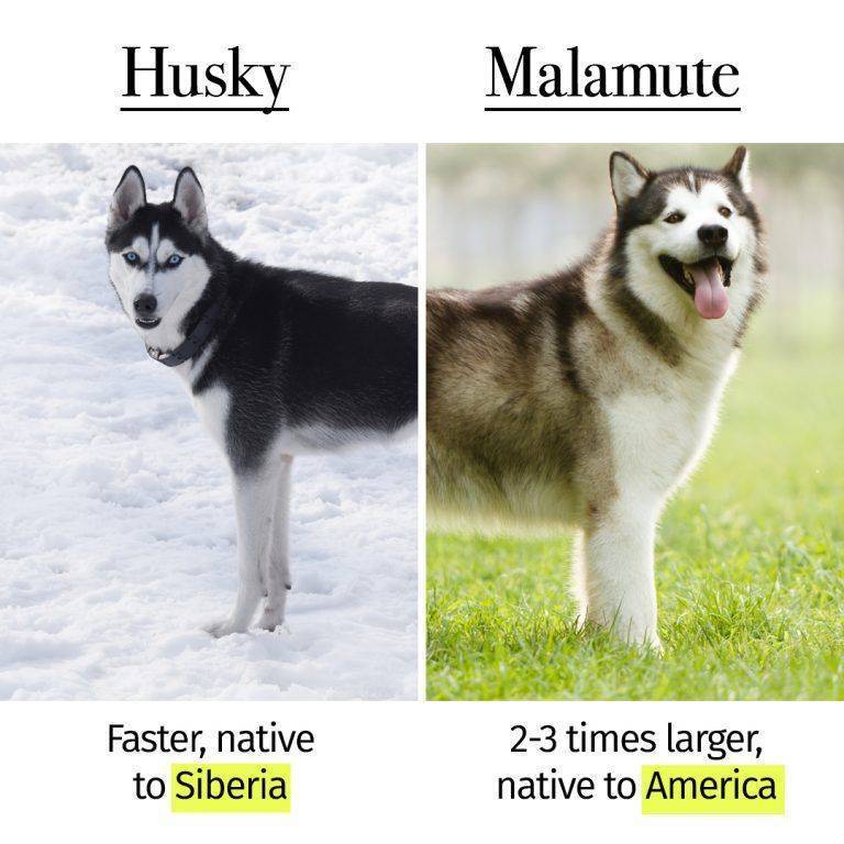Чем хаски отличаются от лайки, маламута, самоеда и акиты-ину?