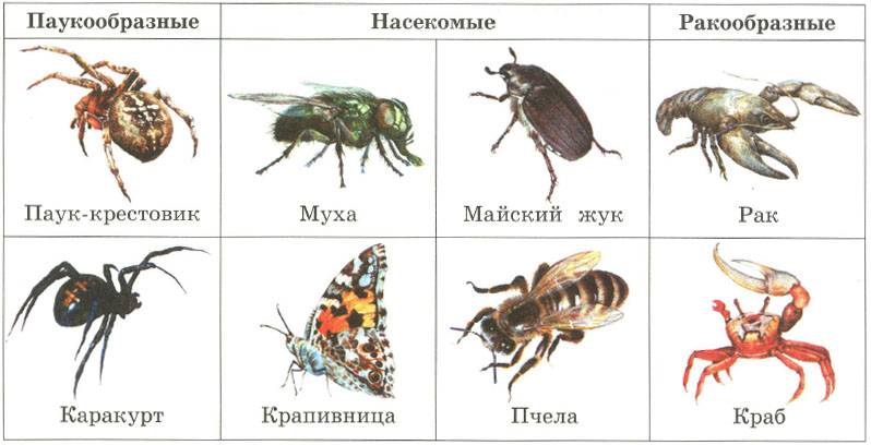 Почему членистоногие не насекомое?
