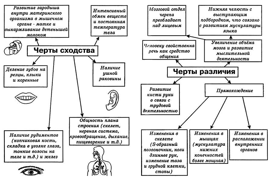 Отличие человека от животного простыми словами.
