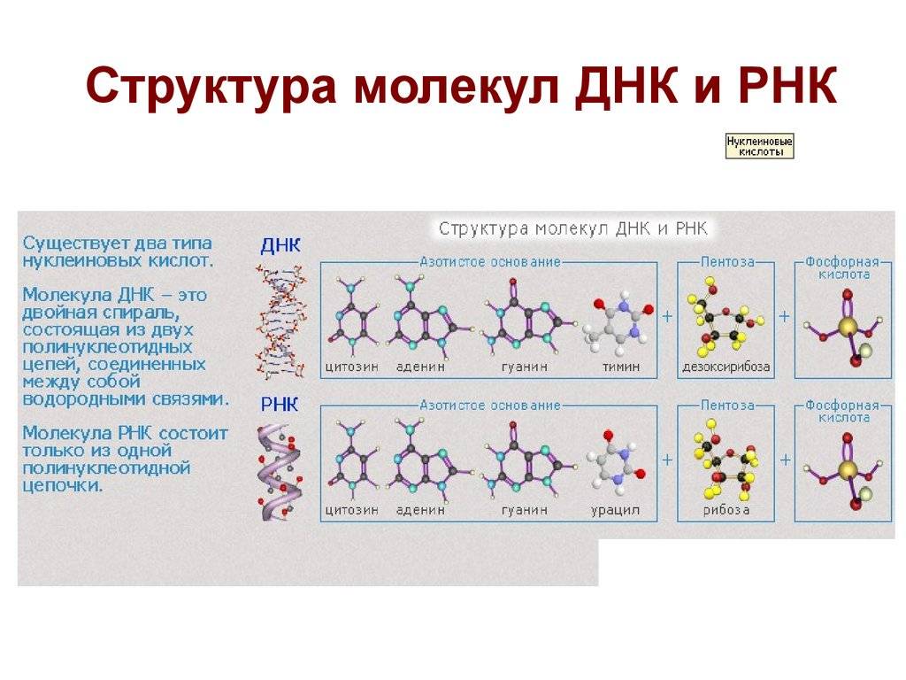 Отличие днк от рнк: в чем разница между молекулами и таблица особенностей