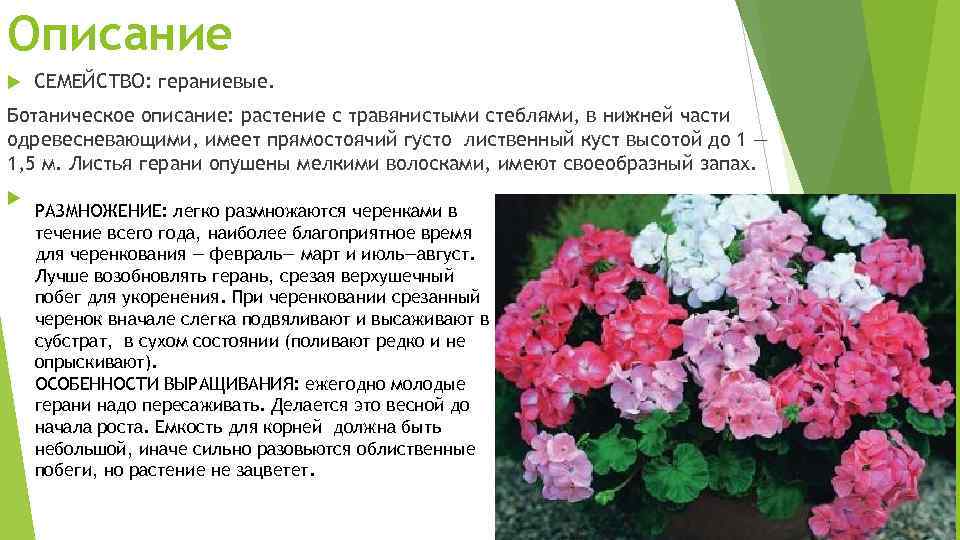 Если ли разница между геранью и пеларгонией