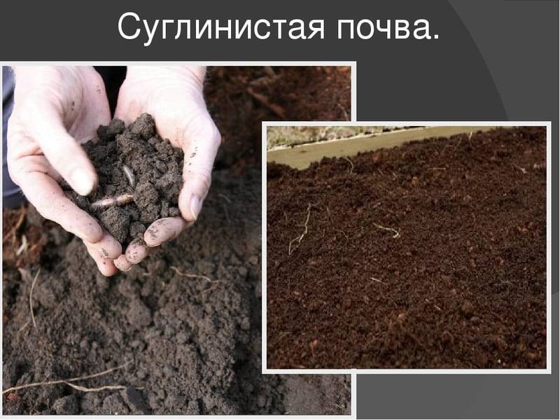 Что отличает почву от горной породы?