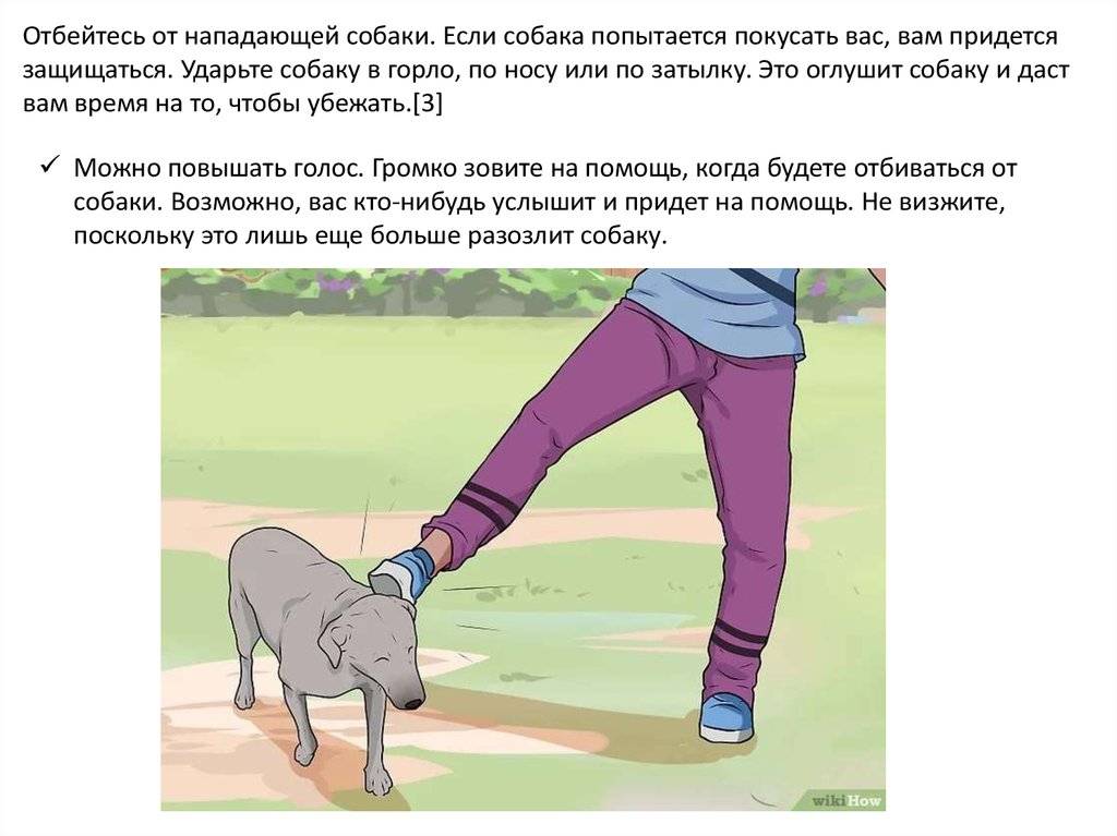Если напала стая собак, что делать: советы от кинолога, методы самообороны