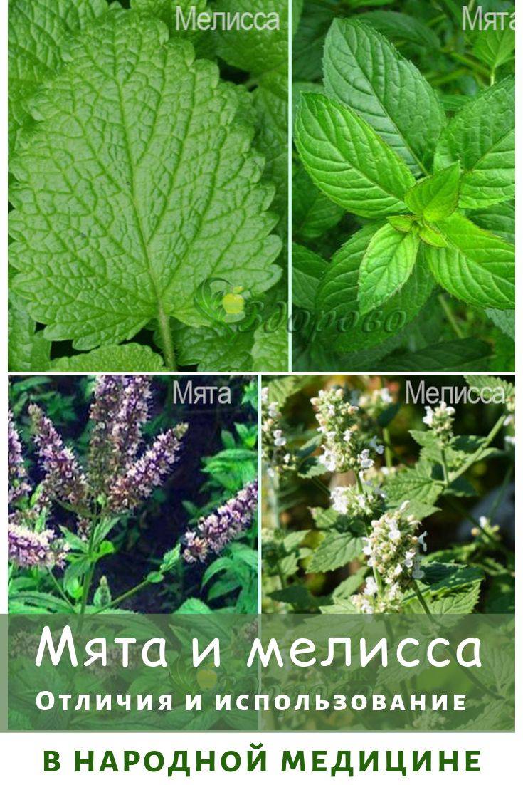 Мята и не мята — как различать, использовать и где посадить?