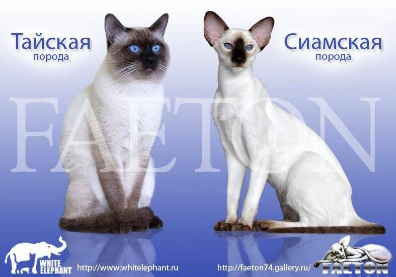 Какие главные сходства и отличия у тайской и сиамской кошек - мир кошек