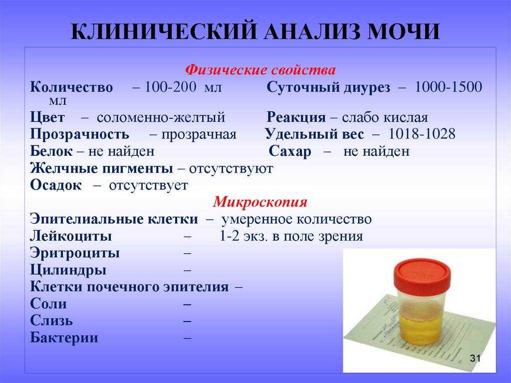 Анализ мочи по нечипоренко: как собирать и сдавать, что показывает, расшифровка у взрослых