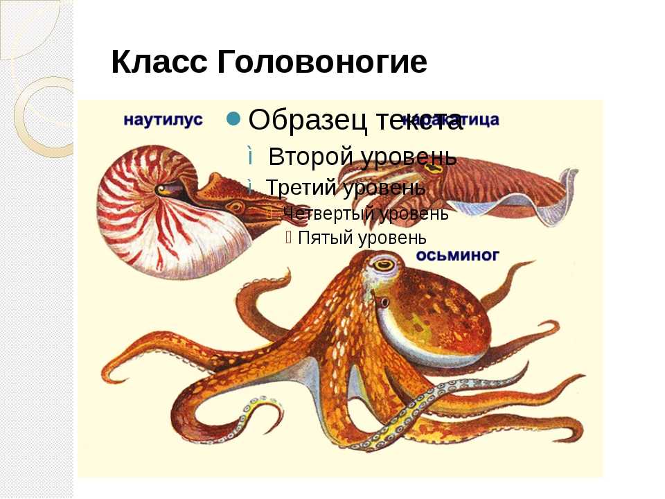 Классы ⭐️ моллюсков: особенности внешнего и внутреннего строения, представители, биология 7 класс