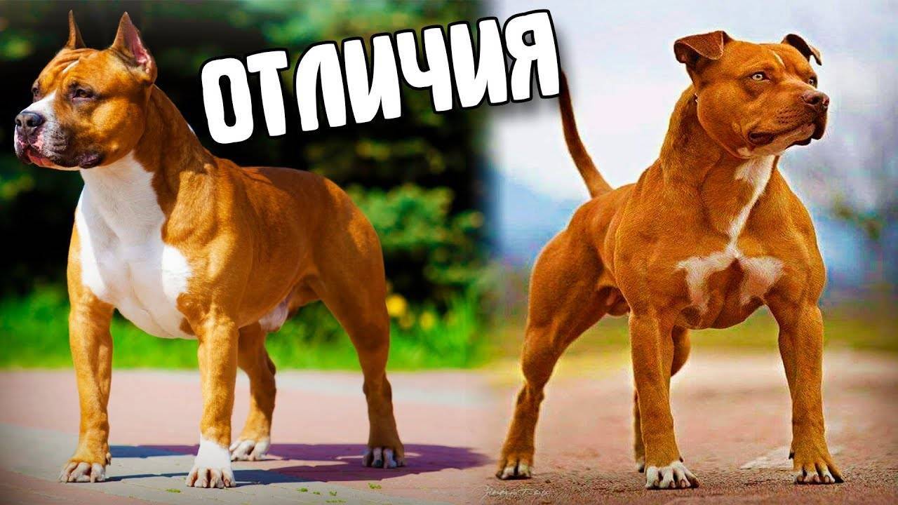 Амстафф и питбуль. в чем отличие стаффордширский терьер от питбуля