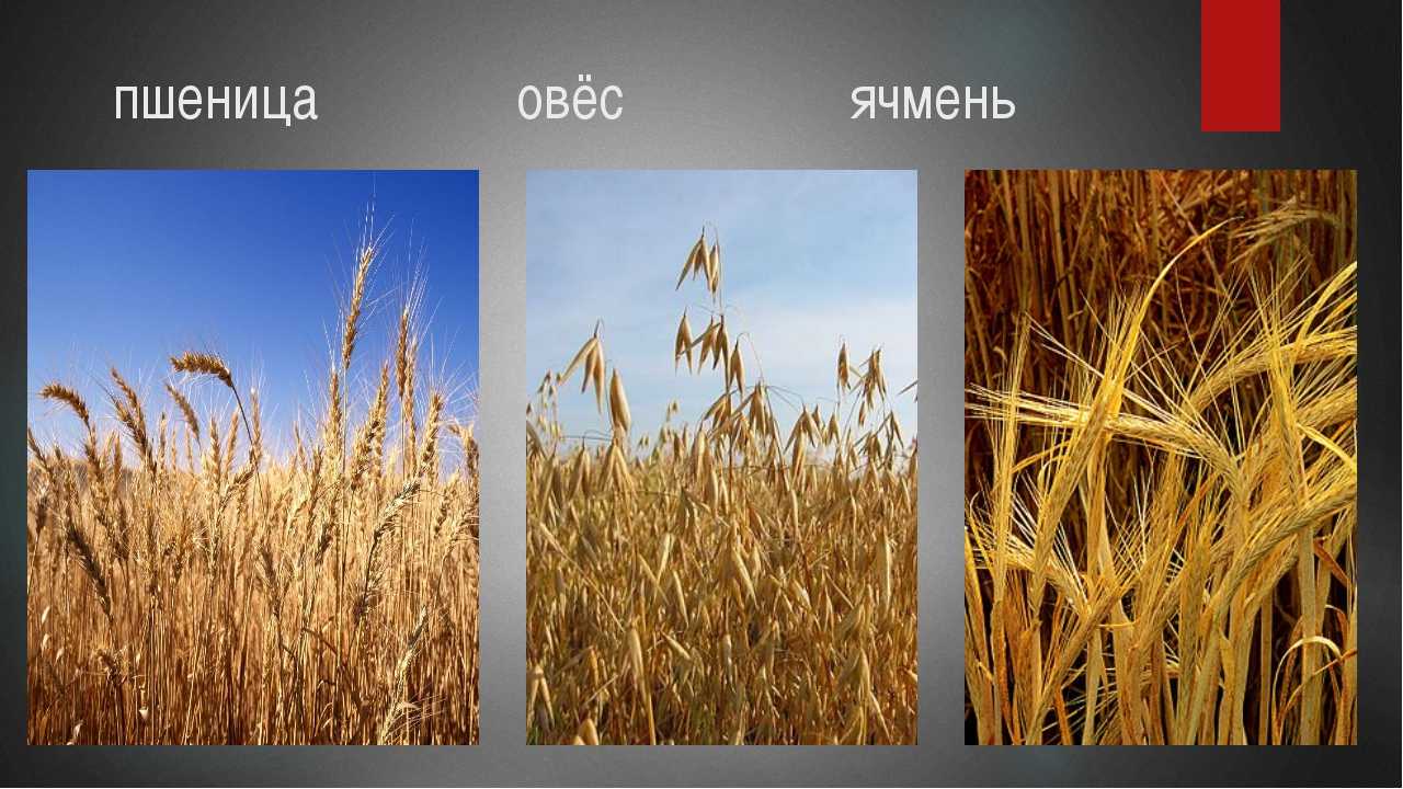 Чем отличается пшеница от ячменя
