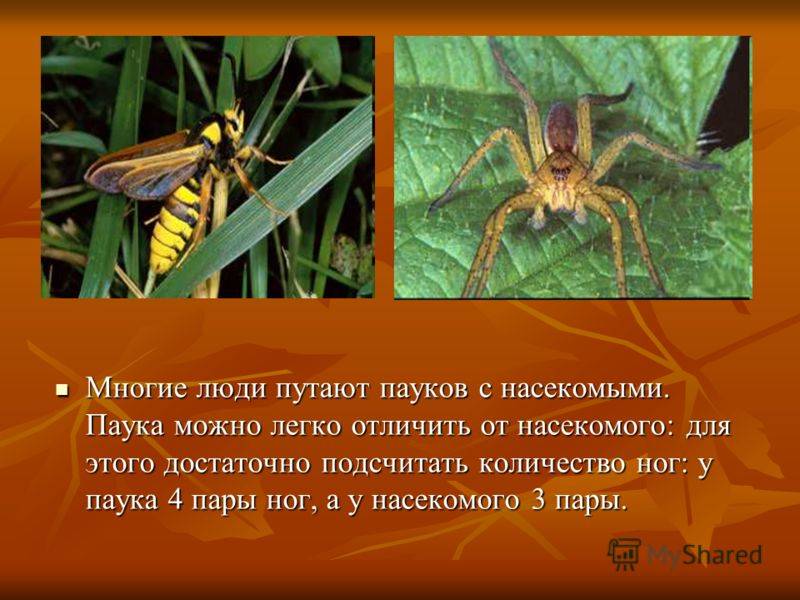 Чем отличаются пауки от насекомых