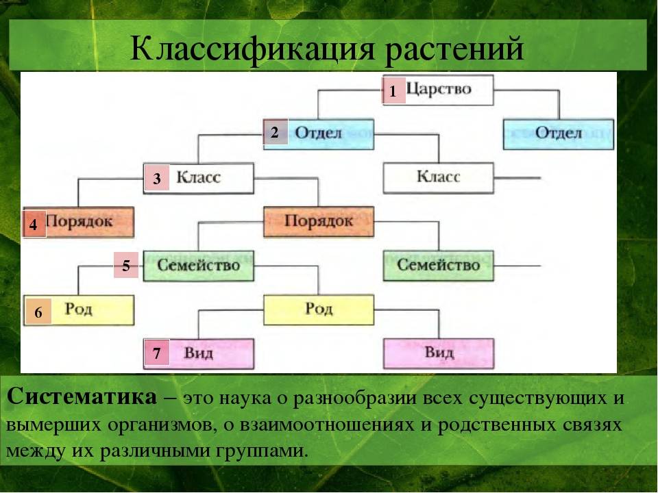 Основы систематики. классификация животных - умскул учебник