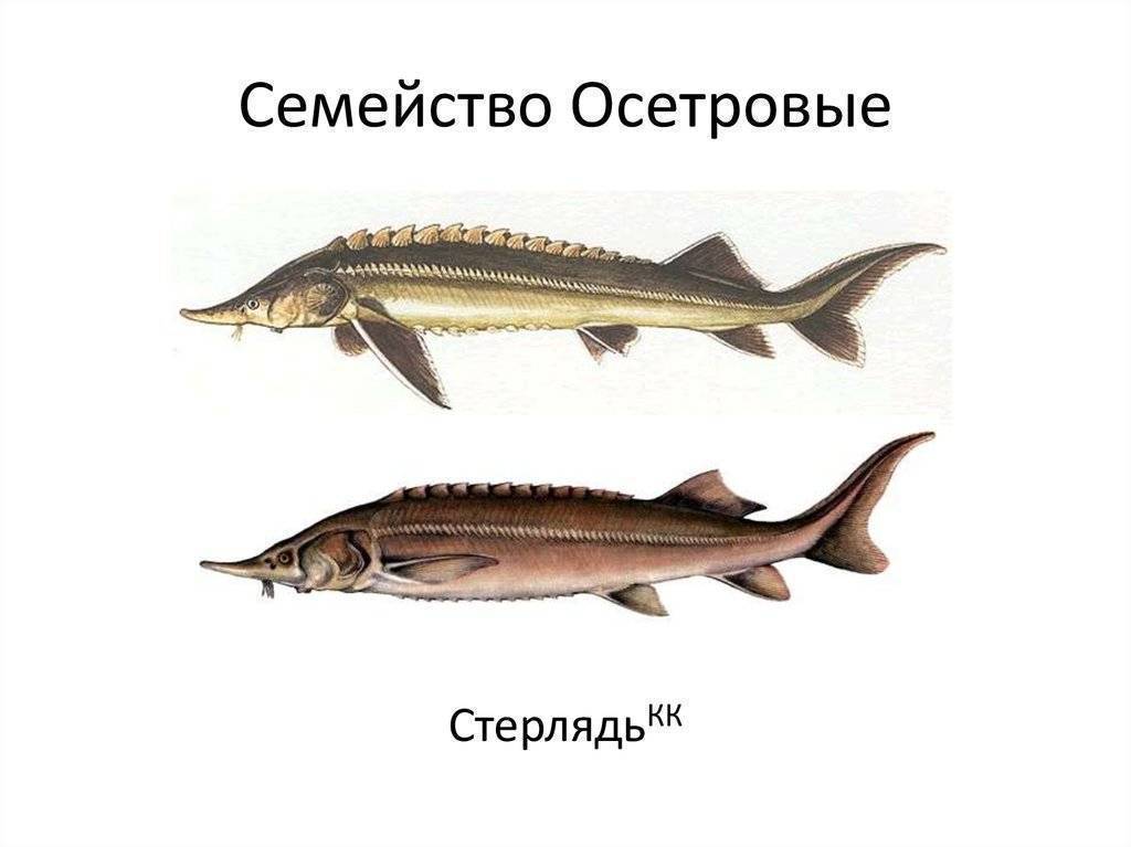 Чем отличается осетр от стерляди? сходства и различия. описание рыбы стерляди