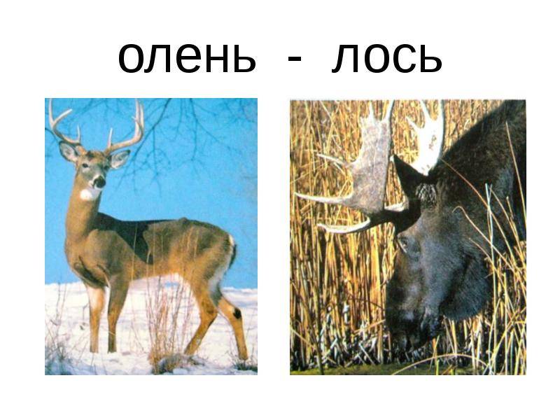 Чем отличается лось от оленя: есть ли разница и сравнение животных