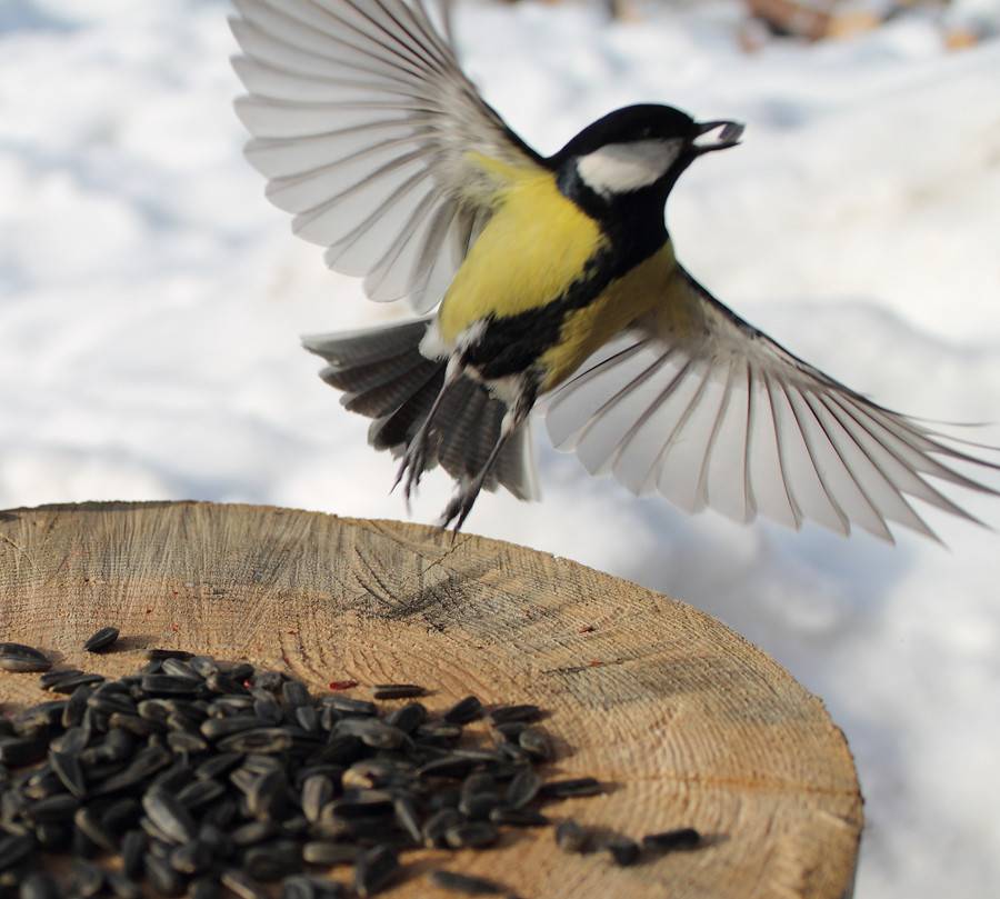 Чем кормить синиц зимой в кормушке. польза синиц в саду.