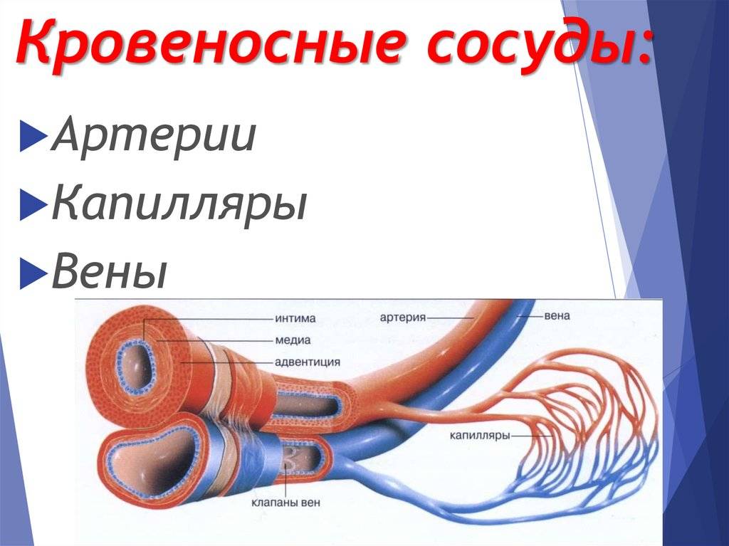 Функции кровеносной системы человека: как это работает