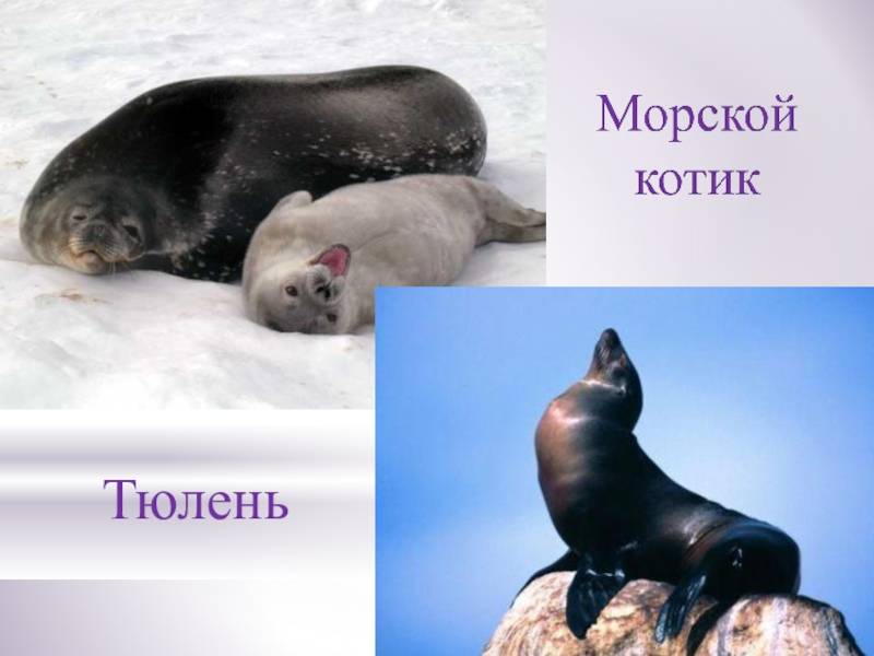 Как отличить тюленя от морского котика и морского льва?и чем отличаются морские котики и морские львы? тюленье племя земли и моря как отличить морского котика от тюленя.