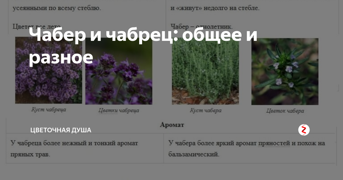 Чабрец - лечебные свойства и противопоказания