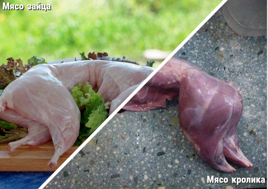 Мясо кролика: польза и вред для организма человека, состав и калорийность