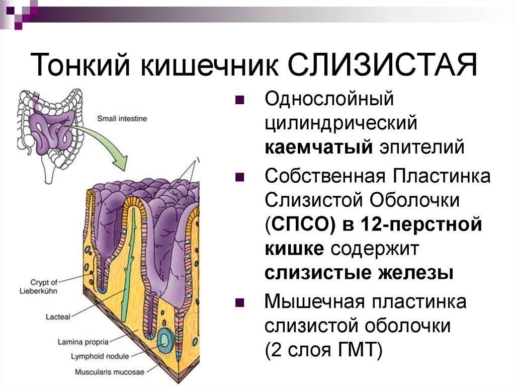 Тонкая и толстая кишка человека: строение и функции