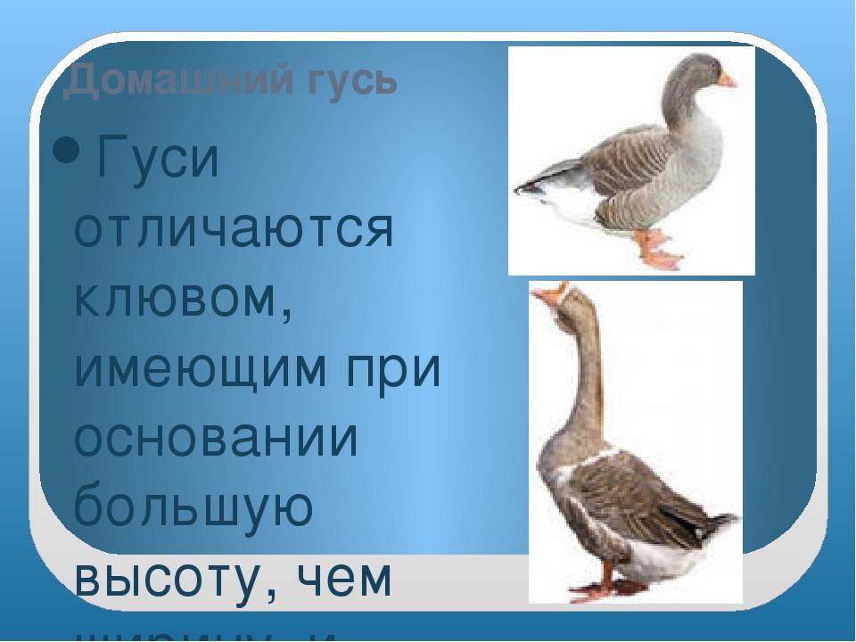 Как отличить гуся от гусыни? анатомический метод, поведение. размеры, испуг