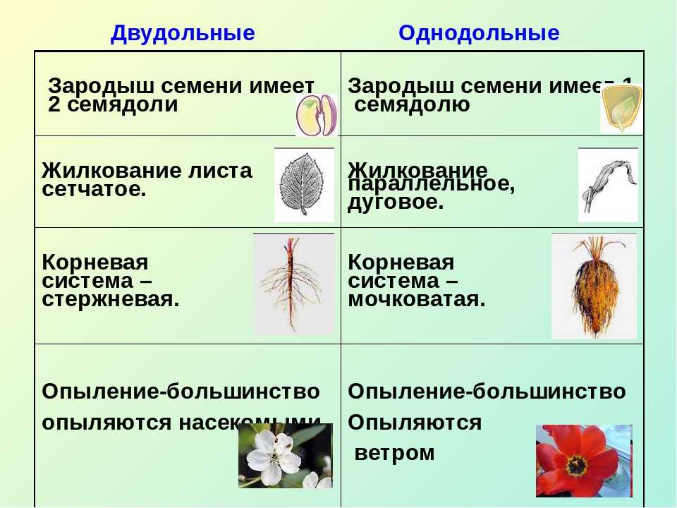 Однодольные  и двудольные растения: признаки, таблица, примеры