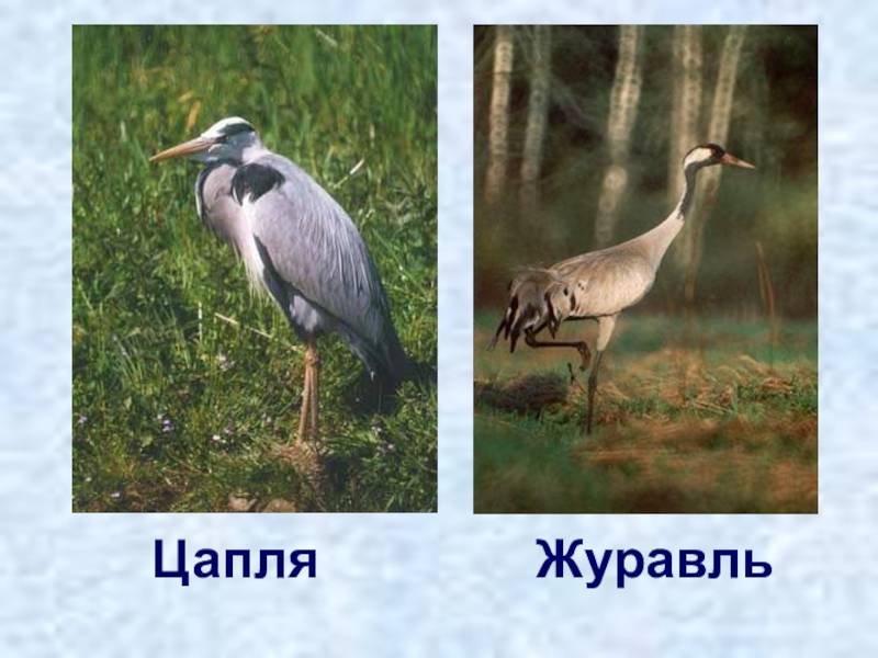 Особенности и отличия цапли, аиста и журавля