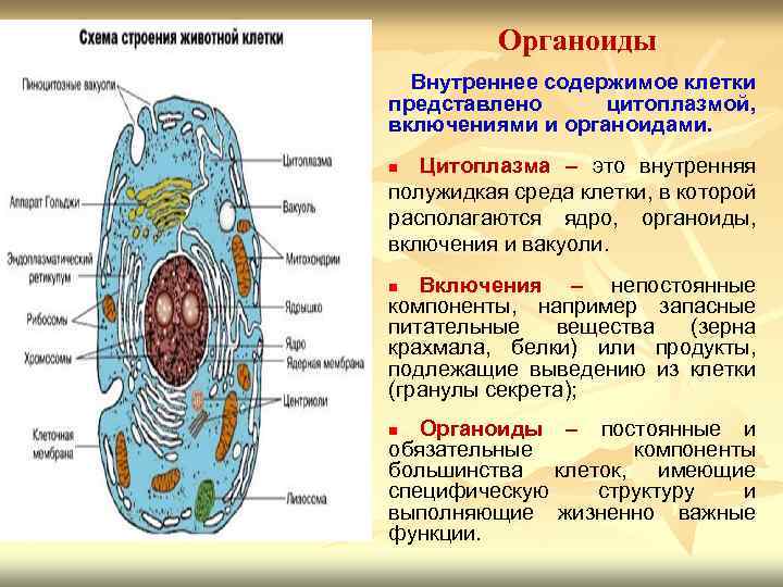 Органеллы и включения: что это и какова их роль в клетке?