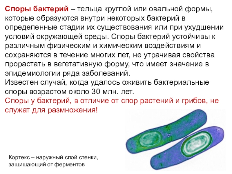 Разница между спорообразующими бактериями и не спорообразующими бактериями - разница между - 2024