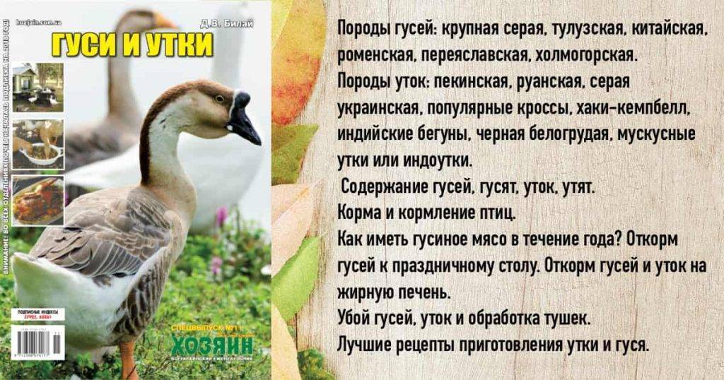 Гусь и утка: чем отличается и в чем разница
