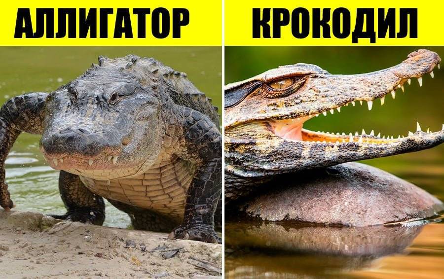 24 факта об очковом каймане: путеводитель по кайману crocodilus