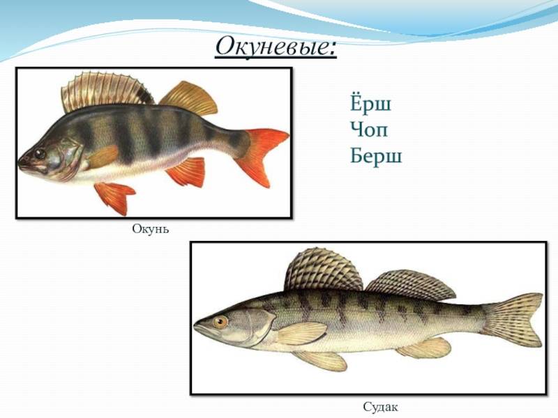 Рыба берш и её главные отличия от судака