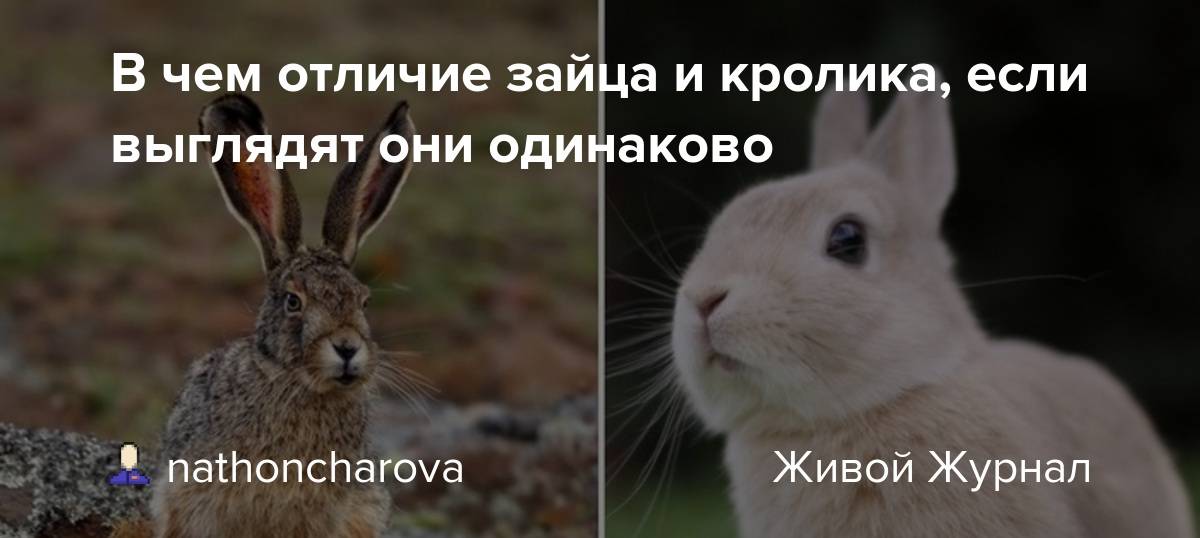 Волк: все факты, где живет, чем питается, волк против медведя