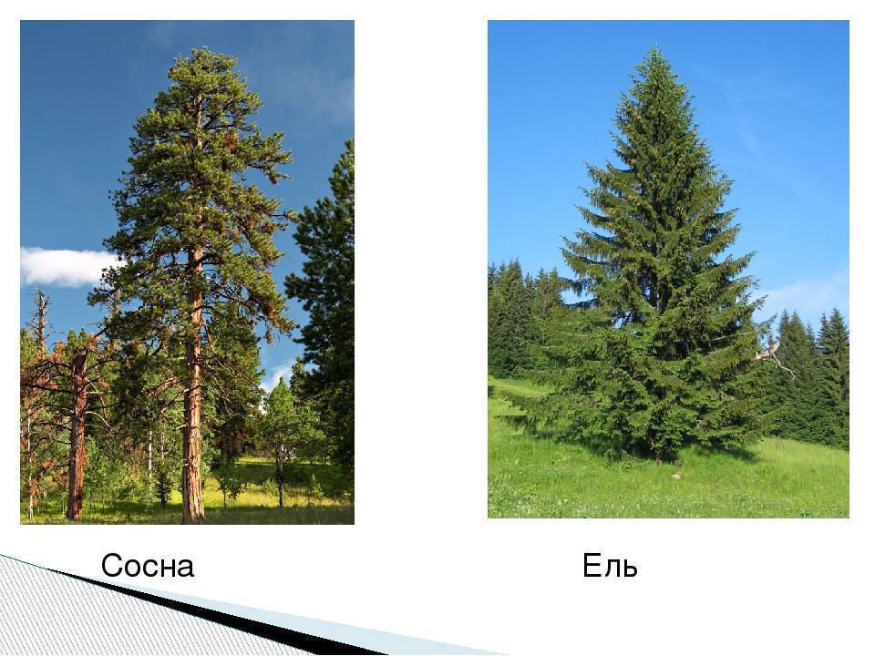 Отличия ели от сосны: по внешнему виду, шишек, формы хвои
