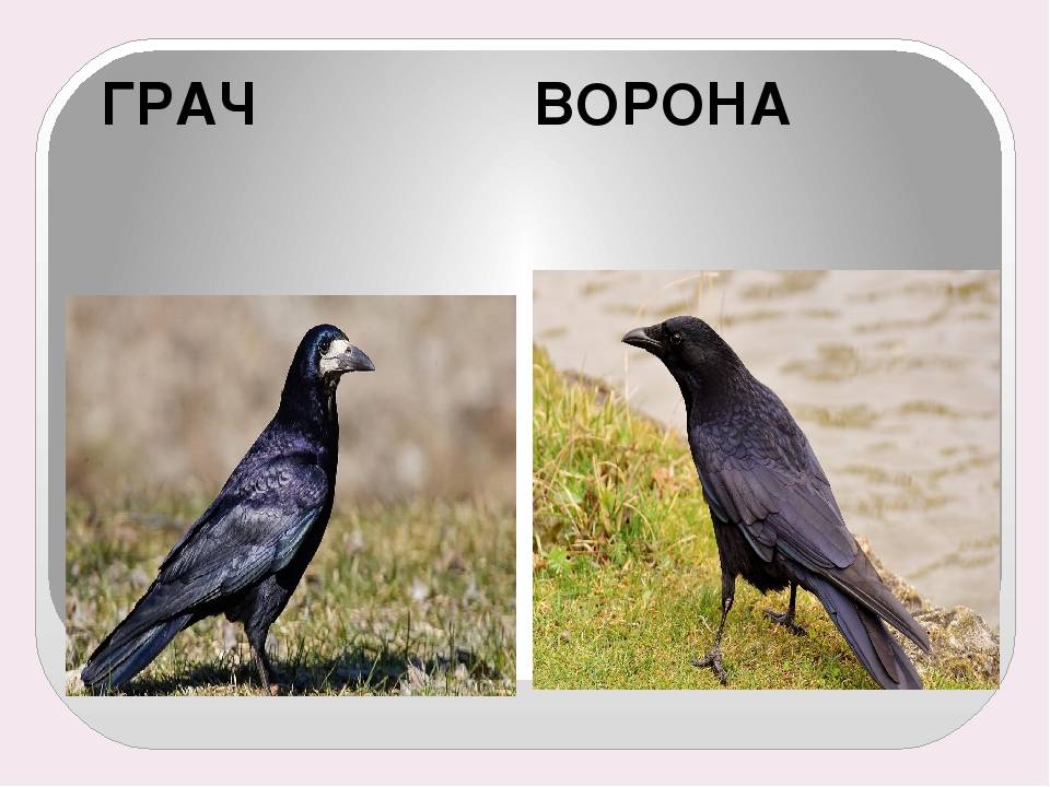 Чем отличаются вороны, грачи, сороки и галки