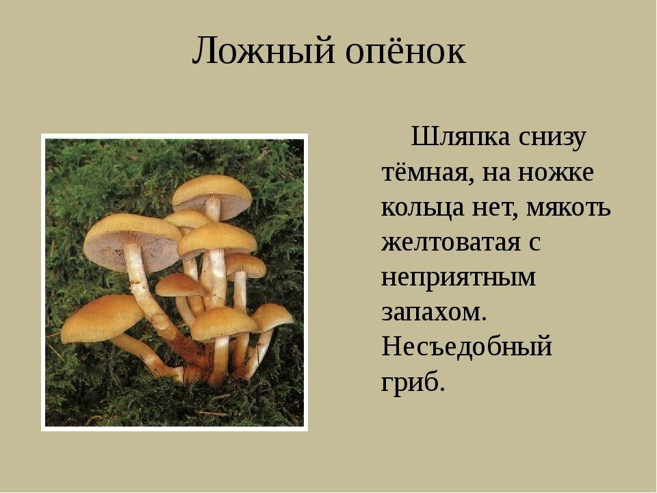 Съедобные и несъедобные опята, как отличить + фото