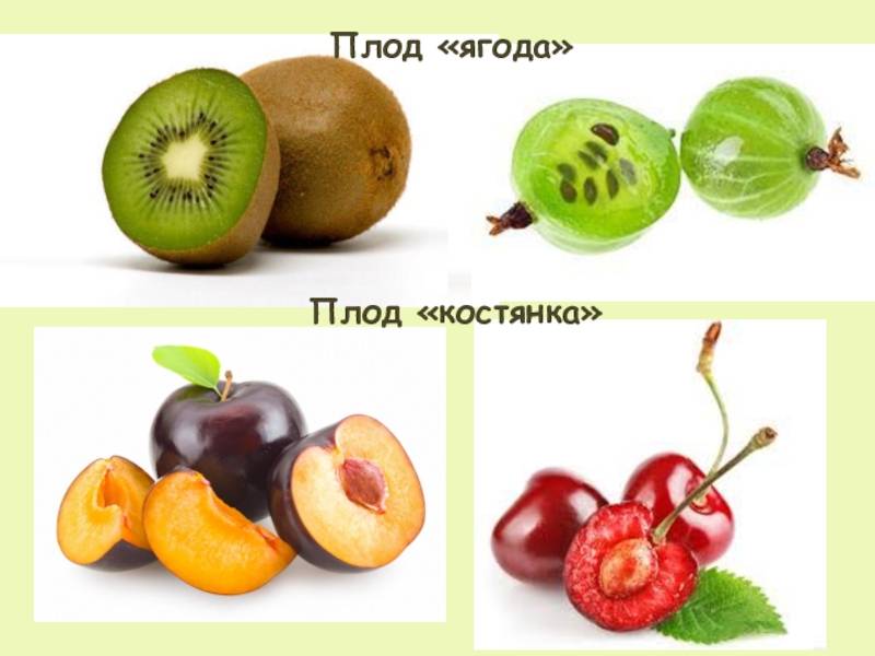 Стр 103 биология 6 класс учебник пасечник ответы гдз