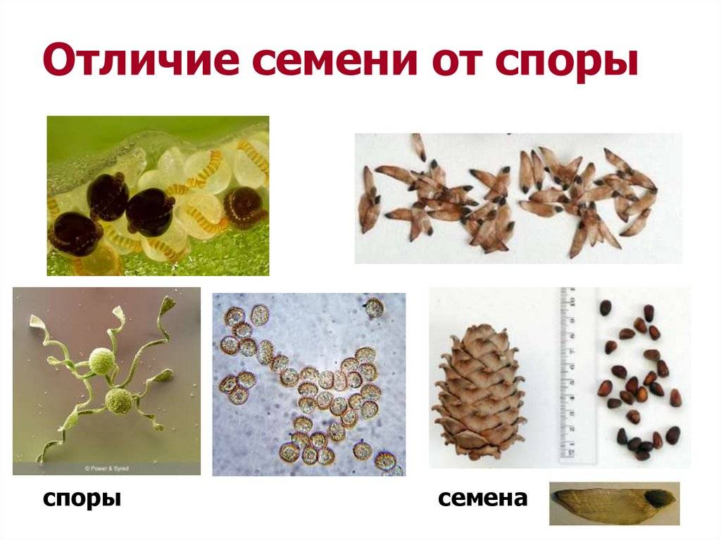 Основные различия между семенем и спорой: подробное обозначение - znaizdes.ru