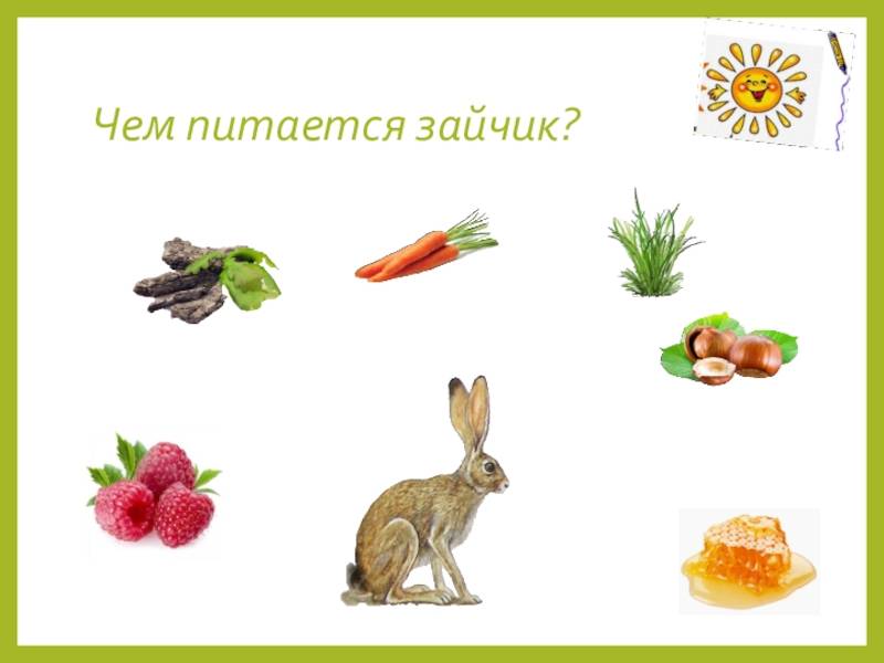 Зайцы: описание, виды, образ жизни | планета животных