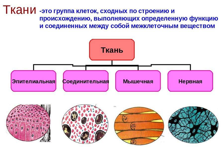 Чем отличается эпителиальная ткань от соединительной: описание и отличия